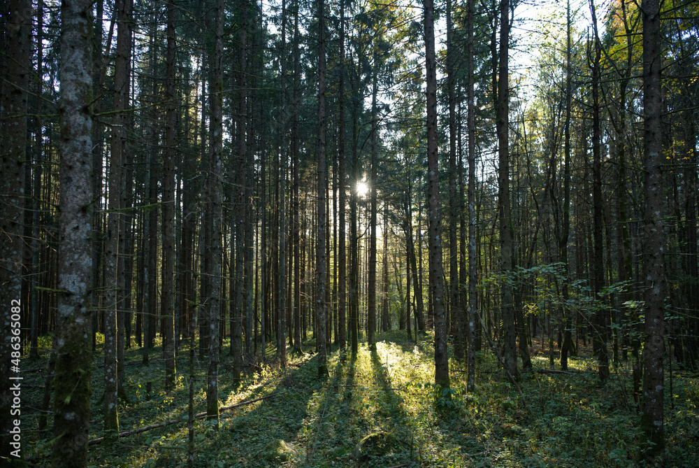 Fototapeta premium Fir forest on the evening