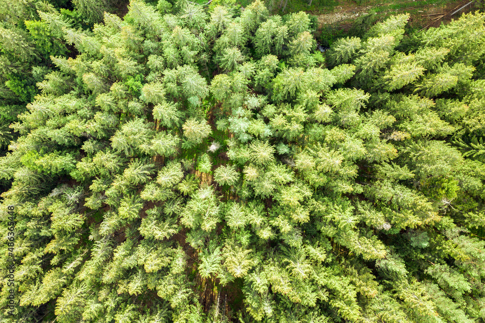 Aerial view of green pine forest with canopies of spruce trees in summer mountains Aerial view of green pine forest with canopies of spruce trees in summer mountains