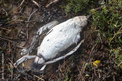 Dead seagull on the coast