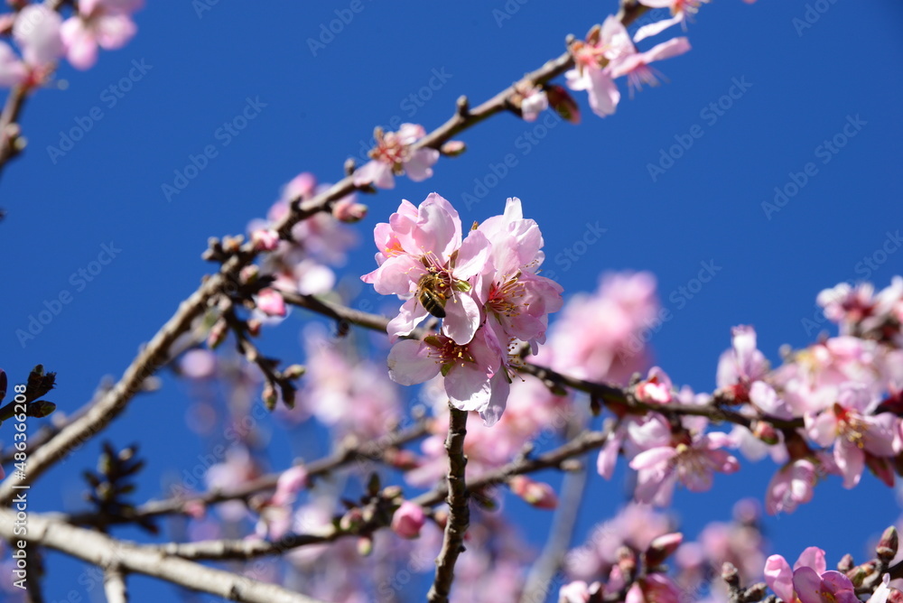 Spanische Mandelblüte im Frühjahr Spanische Mandelblüte im Frühjahr