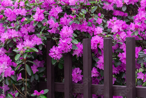 Fototapeta Naklejka Na Ścianę i Meble -  Rhododendron blossoms close up with picket fence. Nature floral background. Purple Azalea flowers hedge in spring. Seasonal spring wallpaper.