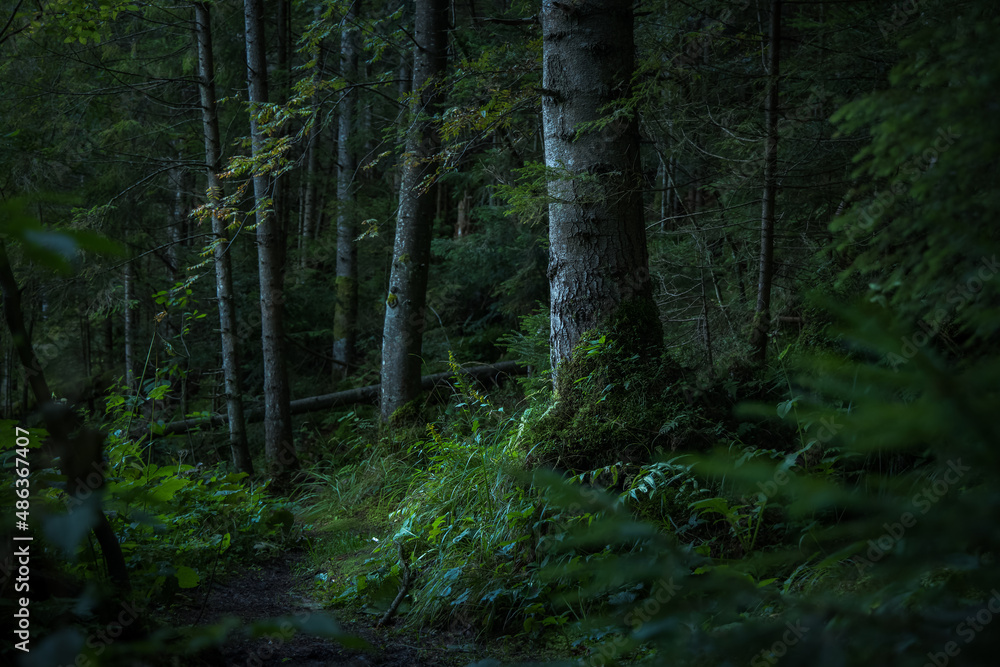 deep forest atmospheric moody green wood land mystic environment space with focus on a tree bark with a lot of plants