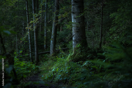 deep forest atmospheric moody green wood land mystic environment space with focus on a tree bark with a lot of plants