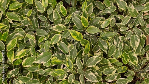 Background of green foliage of plants with bright leaves of interesting shape. 