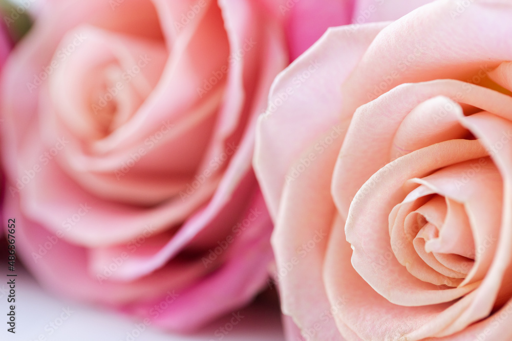 Fresh roses closeup. Petals of rose. Flower background