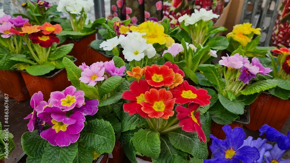 Flowering primroses of different colors.