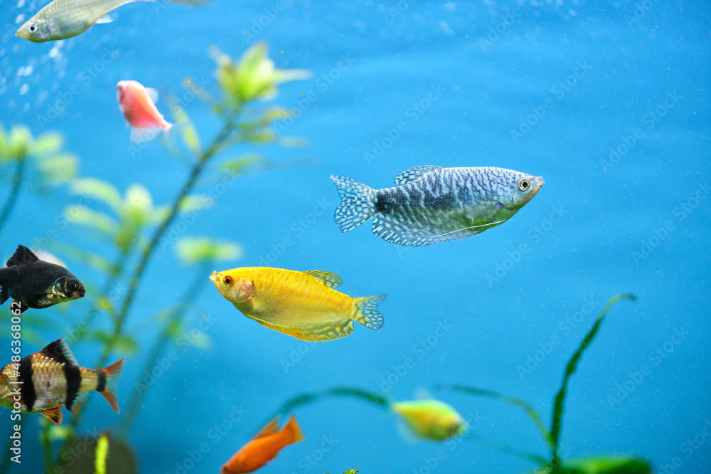 Colorful exotic fish swimming in deep blue water aquarium with green tropical plants Colorful exotic fish swimming in deep blue water aquarium with green tropical plants