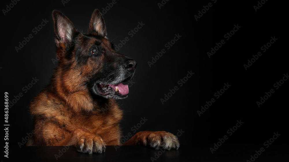 Old dog of german shepherd breed on black background. Copy space.