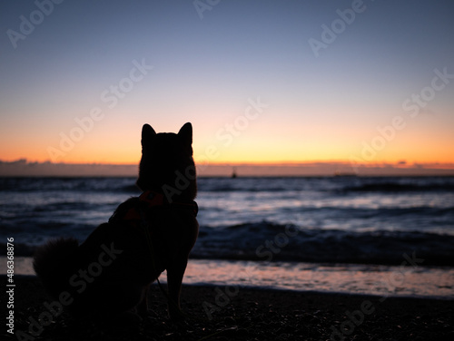 Shiba Inu dog on beach at sunrise/ sunset