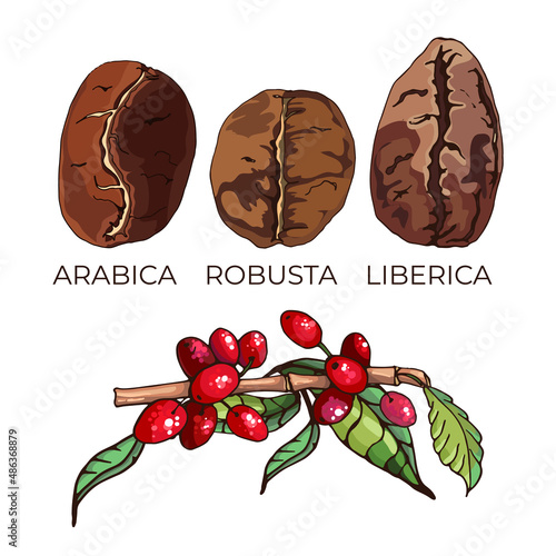 arabica, robusta, liberica_types of coffee varieties, grains and plant, colorful vector illustration with text arabica, robusta, liberica,
