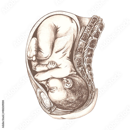 anatomical drawing of a baby in the womb_anatomical drawing of a baby in the womb, graphic illustration in brown, hand drawing, detailed image of organs of a pregnant woman