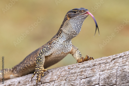 Gould's or Sand Monitor flickering it's Tongue photo