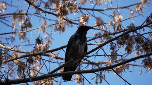 A black crow on tree branches in autumn
