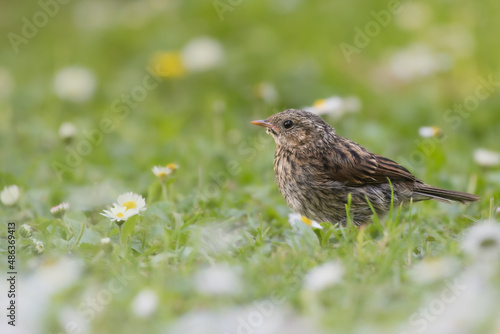 Oiseau sur le sol au printemps avec herbe et pâquerettes.  © Thierry