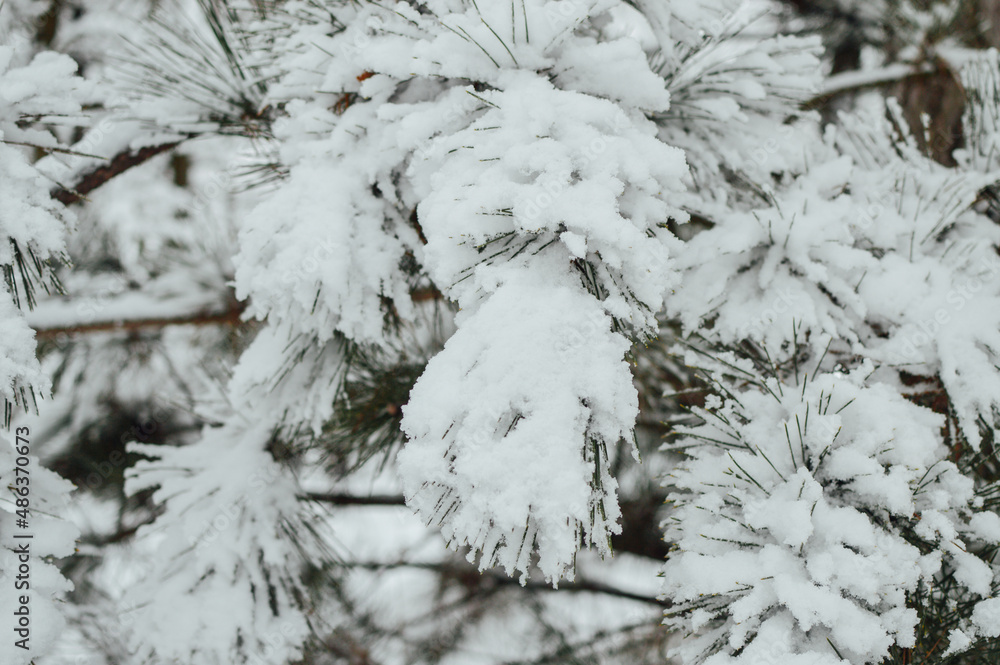 Pine covered by snow
