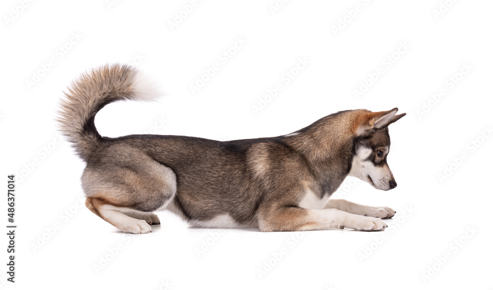 Portrait of a 6 month old Siberian Husky lyingon a white background