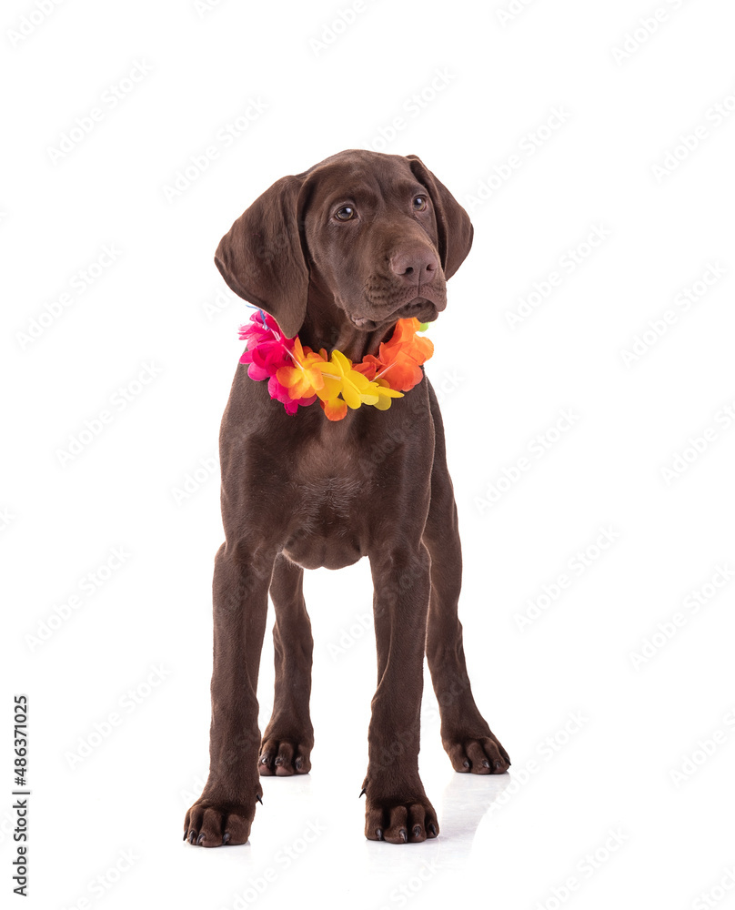 Portrait of a Hungarian pointer puppy with flower necklace