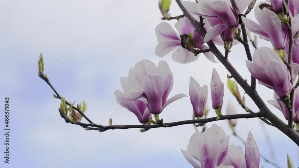 white and pink magnolia flowers on the branch on warm spring sunny day white and pink magnolia flowers on the branch on warm spring sunny day