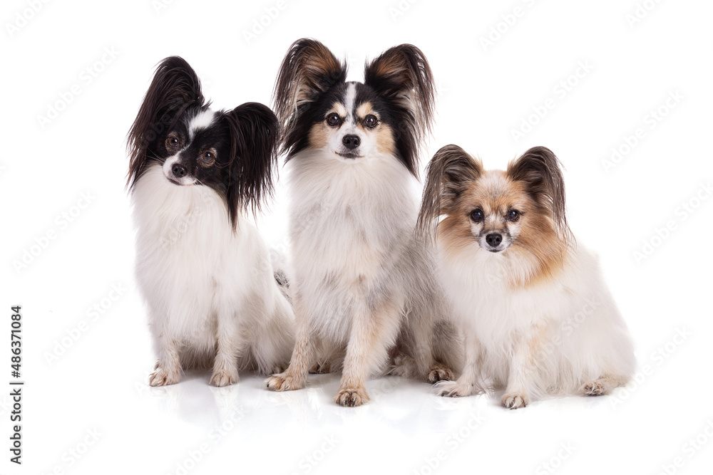 Continental toy spaniel, papillon Dog Isolated