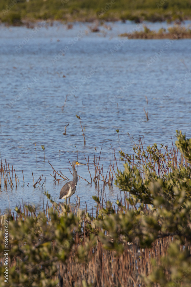Wading bird at the edge of a lake Wading bird at the edge of a lake