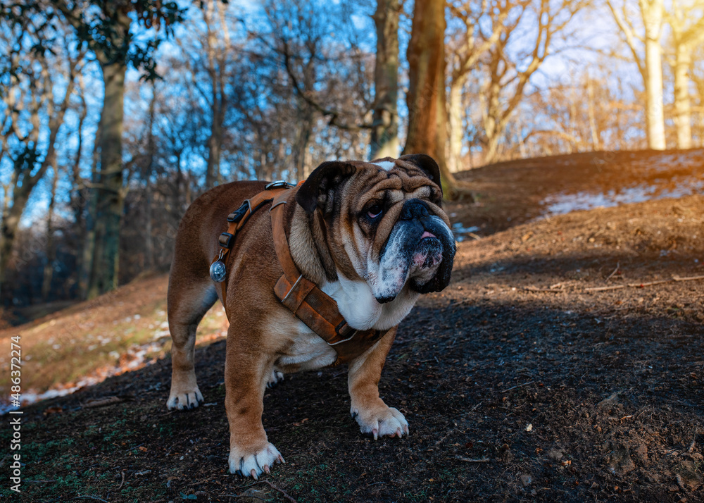 Red English British Bulldog in orange harness out for a walk in forest on spring cold  sunny day