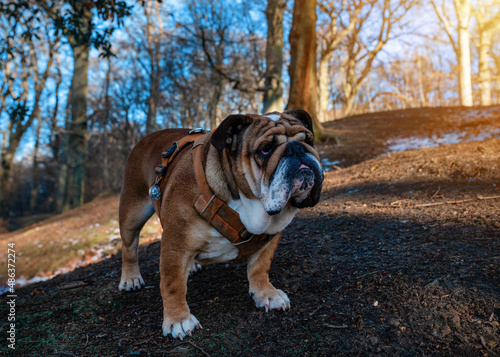Red English British Bulldog in orange harness out for a walk in forest on spring cold sunny day