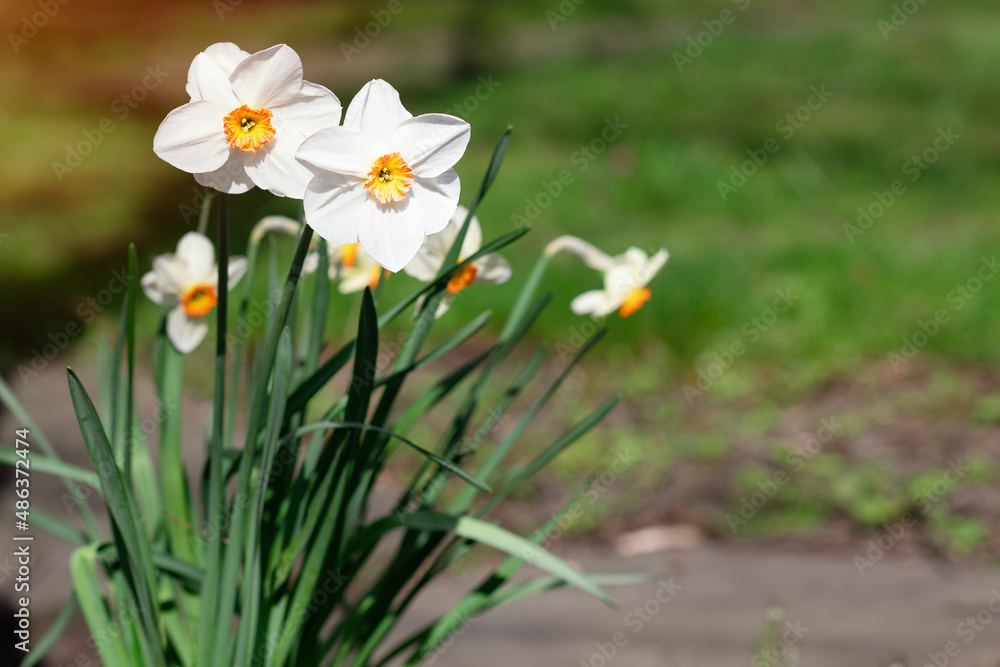 Amazing white Daffodils flowers on sunny spring day. The high quality image for spring background, Amazing white Daffodils flowers on sunny spring day. The high quality image for spring background,