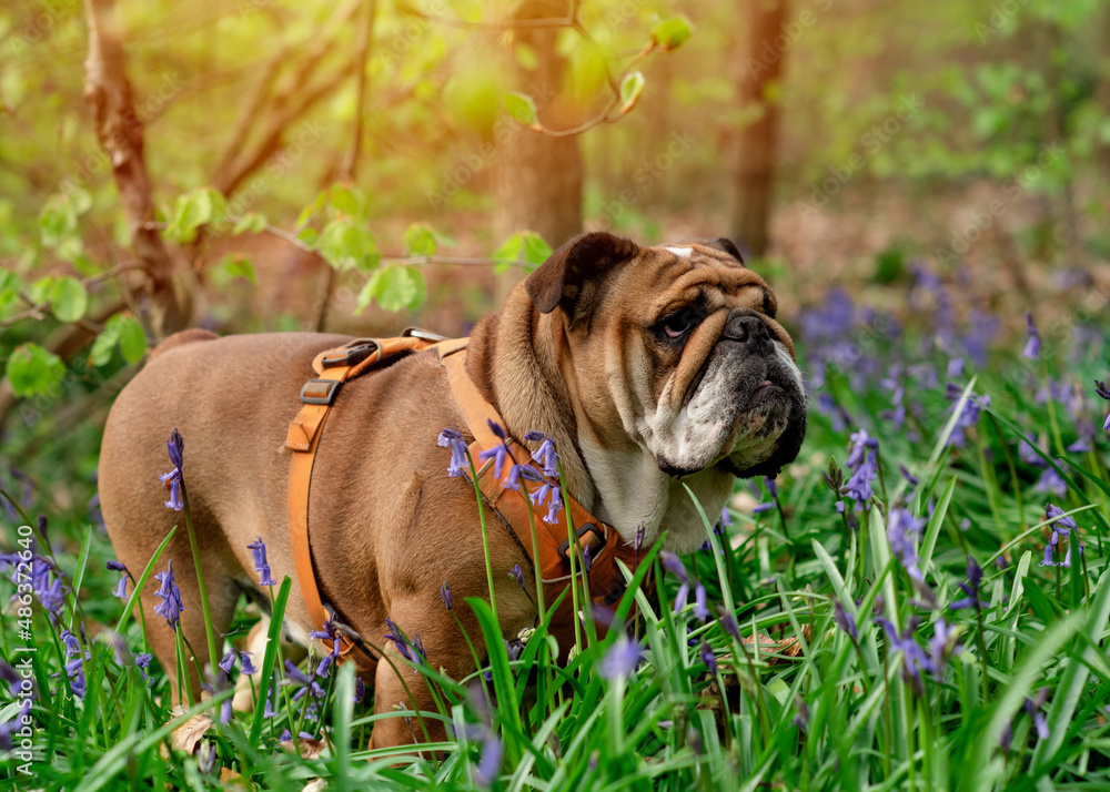 Red English British Bulldog in orange harness out for a walk standing on green grass and bluebells in spring sunny day