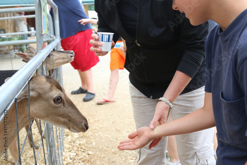 feeding deer at the county fair