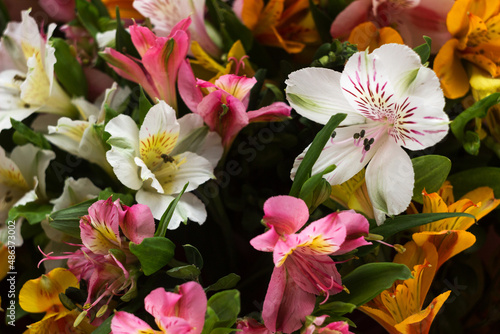 Multicolored Alstroemeria flowers (pink, yellow and red flowers), background