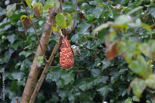 A tiny blue tit sitting on a feeding bag with some nuts in the garden photo