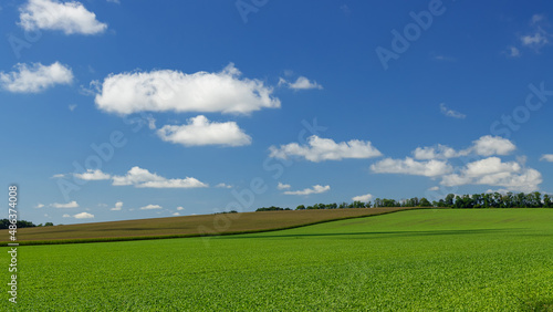 Ukraine landscape, summer, daytime photo of a field with young green agricultural crop. Look like screen saver for computer monito