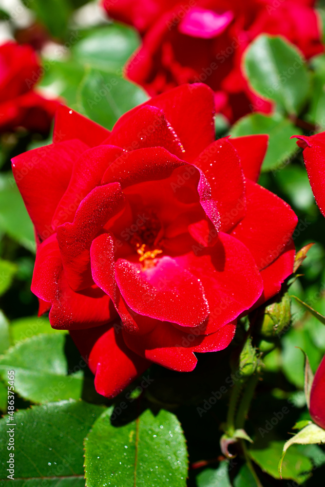 red rose with dew drops red rose with dew drops