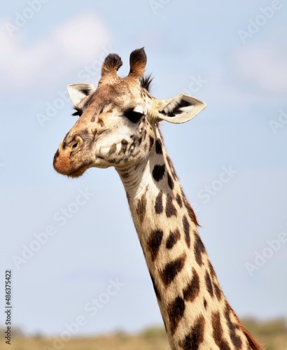 portrait of a giraffe © Monika