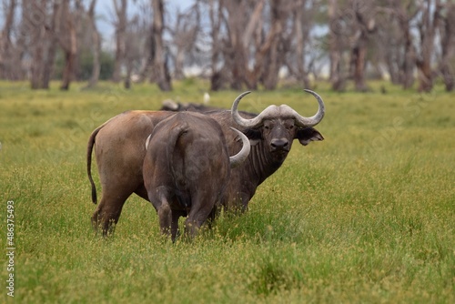 African Buffalo in savanna
