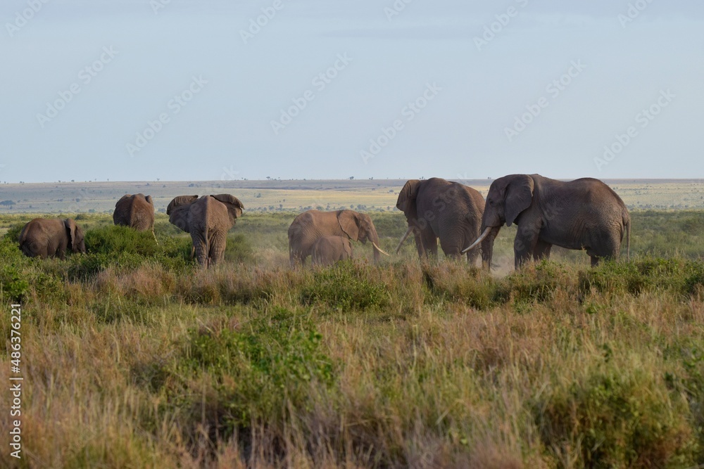 herd of elephants in the field