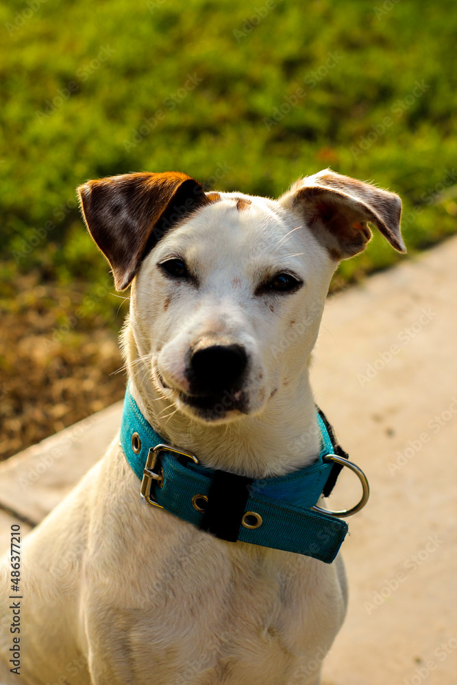 jack russell terrier portrait, jack russell terrier, dog, retrato, mascota, pet, retrato de mascota, dog