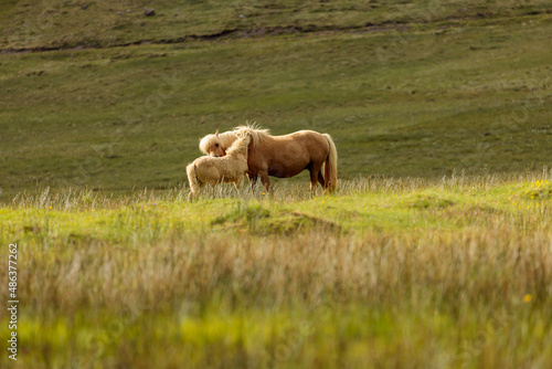 wild horses in Iceland  © carlos