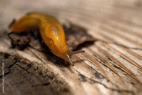 Slug on a wooden background