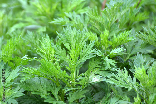 Wormwood (Artemisia vulgaris) grows in nature photo
