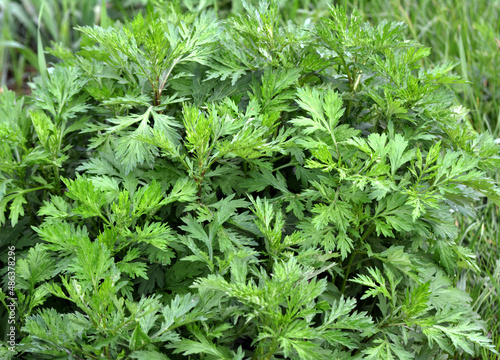 Wormwood (Artemisia vulgaris) grows in nature photo