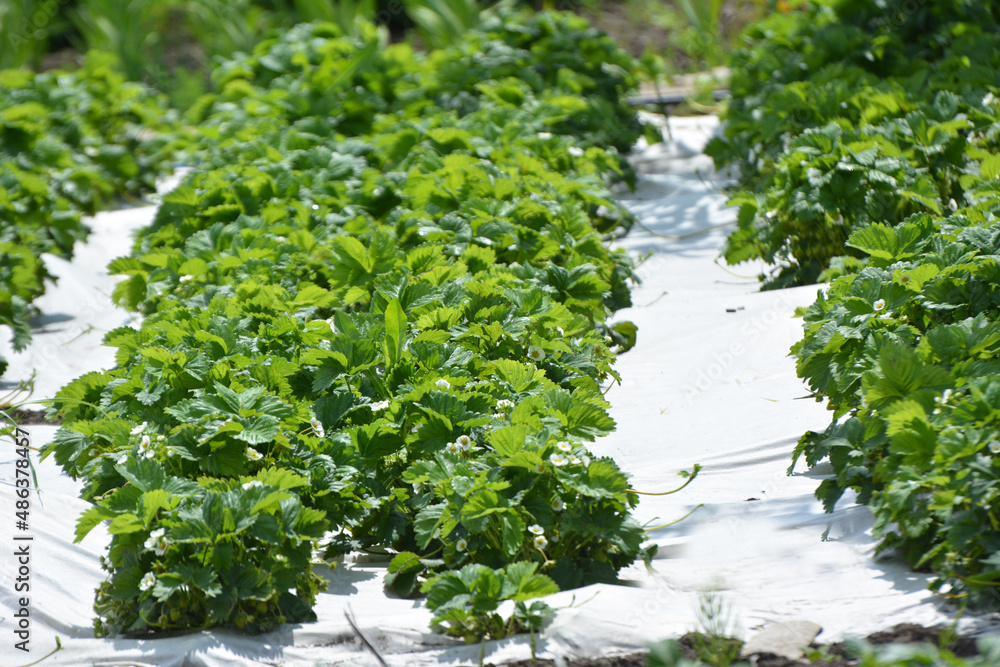 Growing strawberries using white agrofiber Growing strawberries using white agrofiber