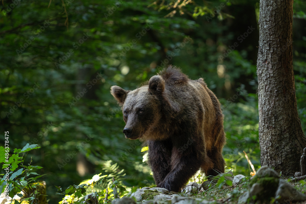 Brown bear in the forest. Bear family in Slovenia wood. European nature.  