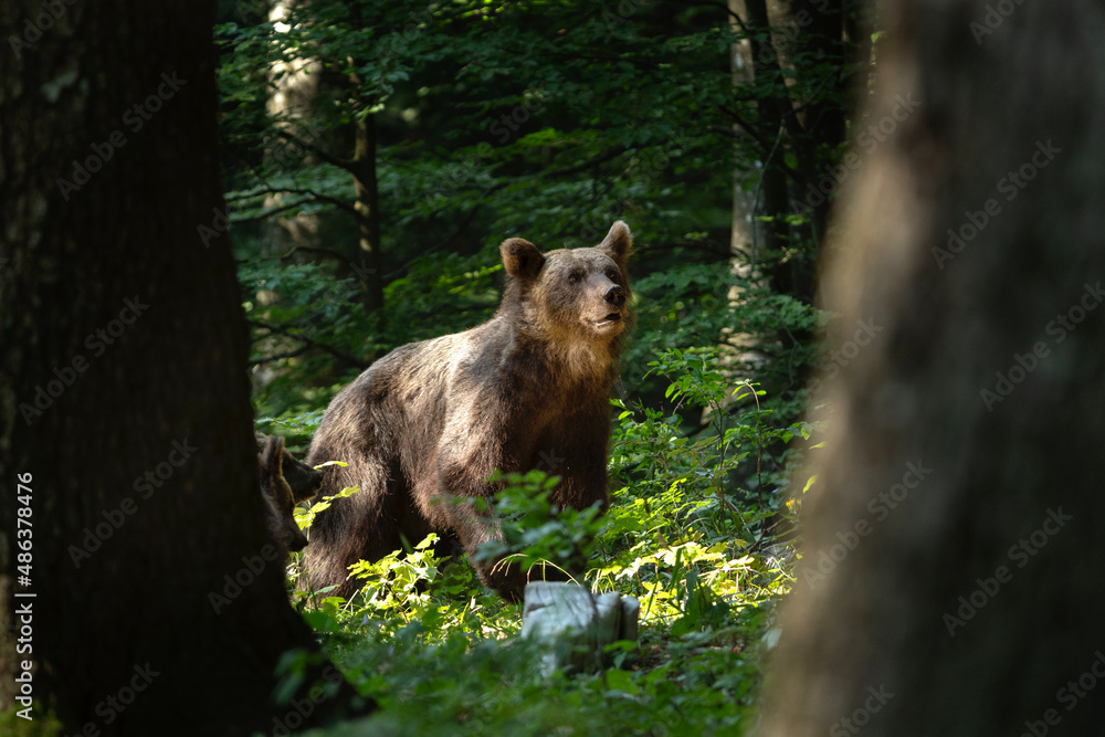 Brown bear in the forest. Bear family in Slovenia wood. European nature. Brown bear in the forest. Bear family in Slovenia wood. European nature.