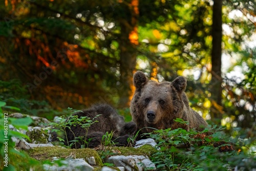 Brown bear in the forest. Bear family in Slovenia wood. European nature.  