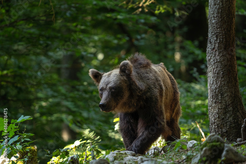 Brown bear in the forest. Bear family in Slovenia wood. European nature. 