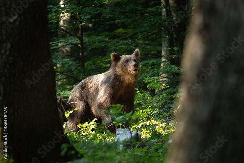 Brown bear in the forest. Bear family in Slovenia wood. European nature.  