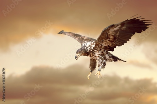 One flying falcon in the nature background in the sunset time photo