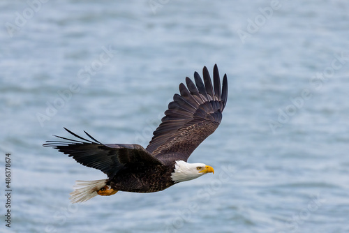 The Bald eagle in flight © Denny