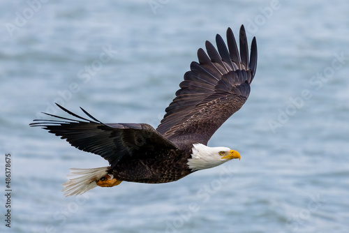 The Bald eagle in flight